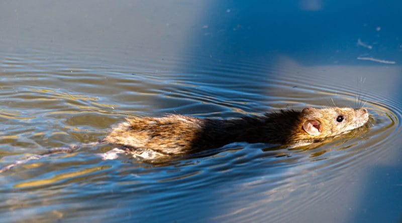 caso confirmado leptospirose ceanoinhas